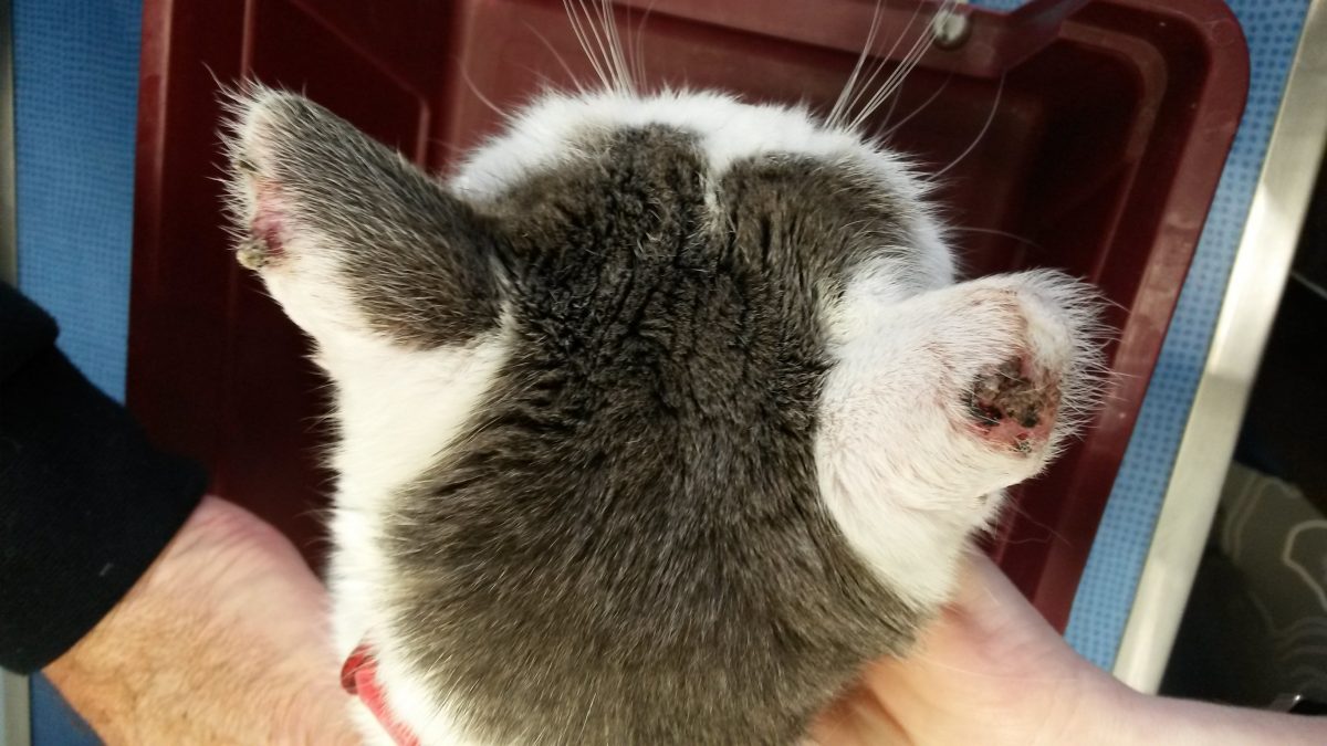 Comment Detecter Une Tumeur Dans L Oreille Chez Le Chat Sonotix