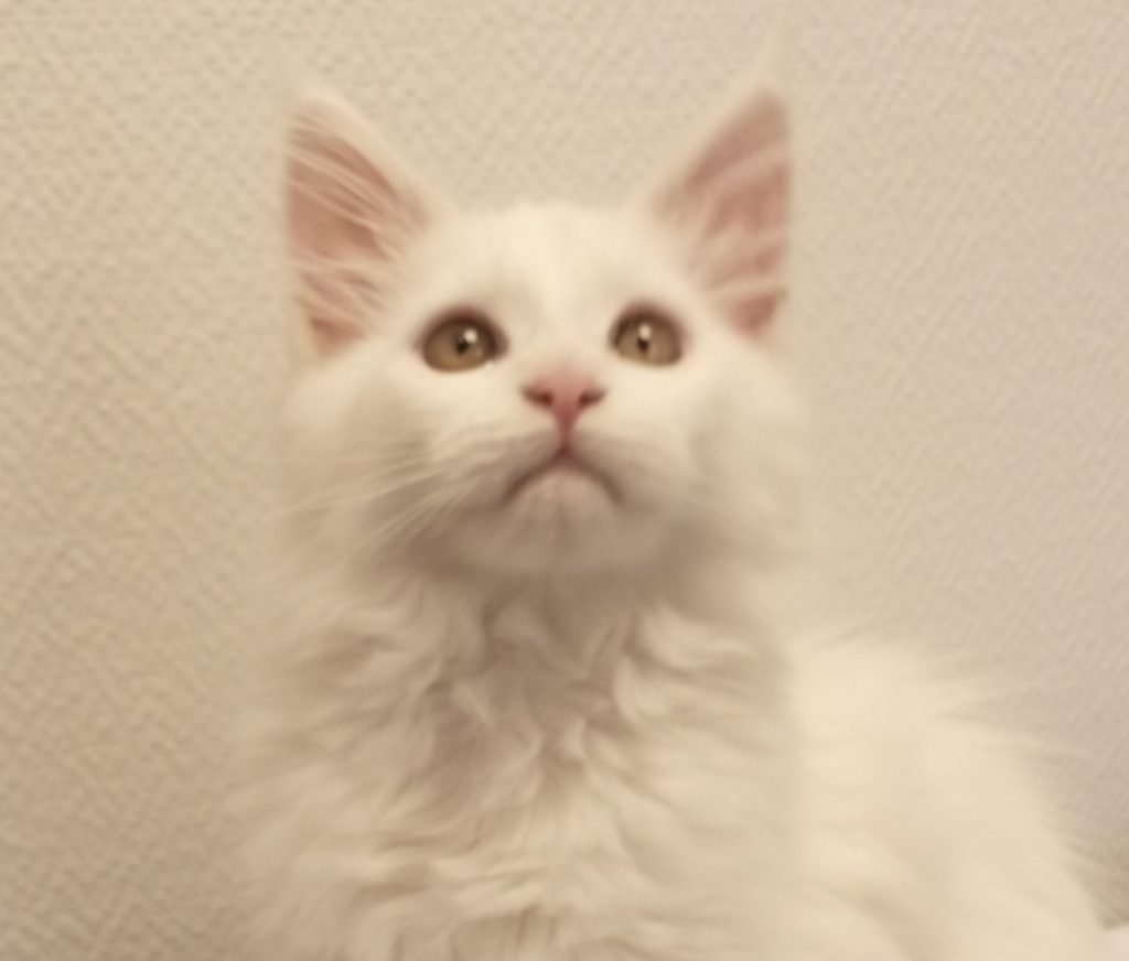 Comment Detecter Une Tumeur Dans L Oreille Chez Le Chat Sonotix