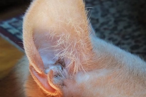 Mon Chat A Un Kyste Dans L Oreille Causes Et Traitements Sonotix