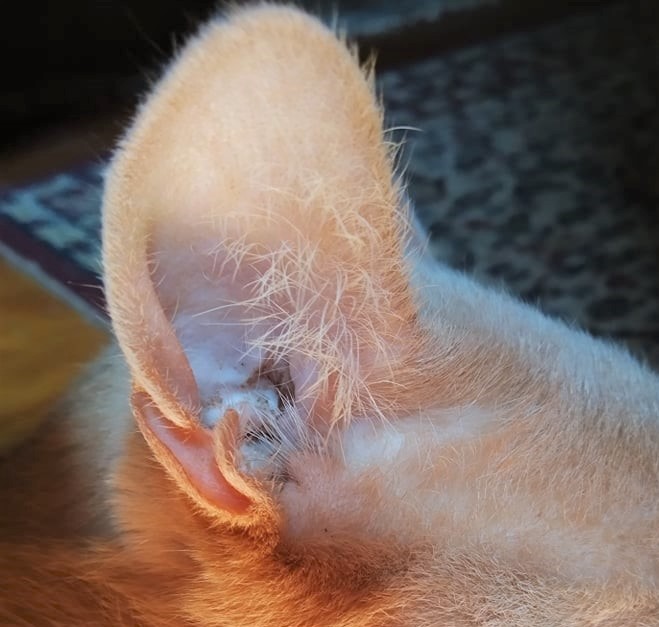 La Sante Chez Le Chat Les Oreilles Sales Sonotix