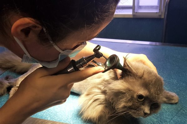 chat oreilles sales Image 2- Examen du conduit auditif avec un otoscope