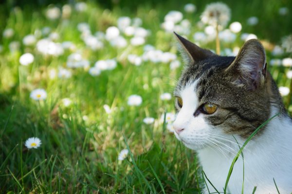 Chat printemps