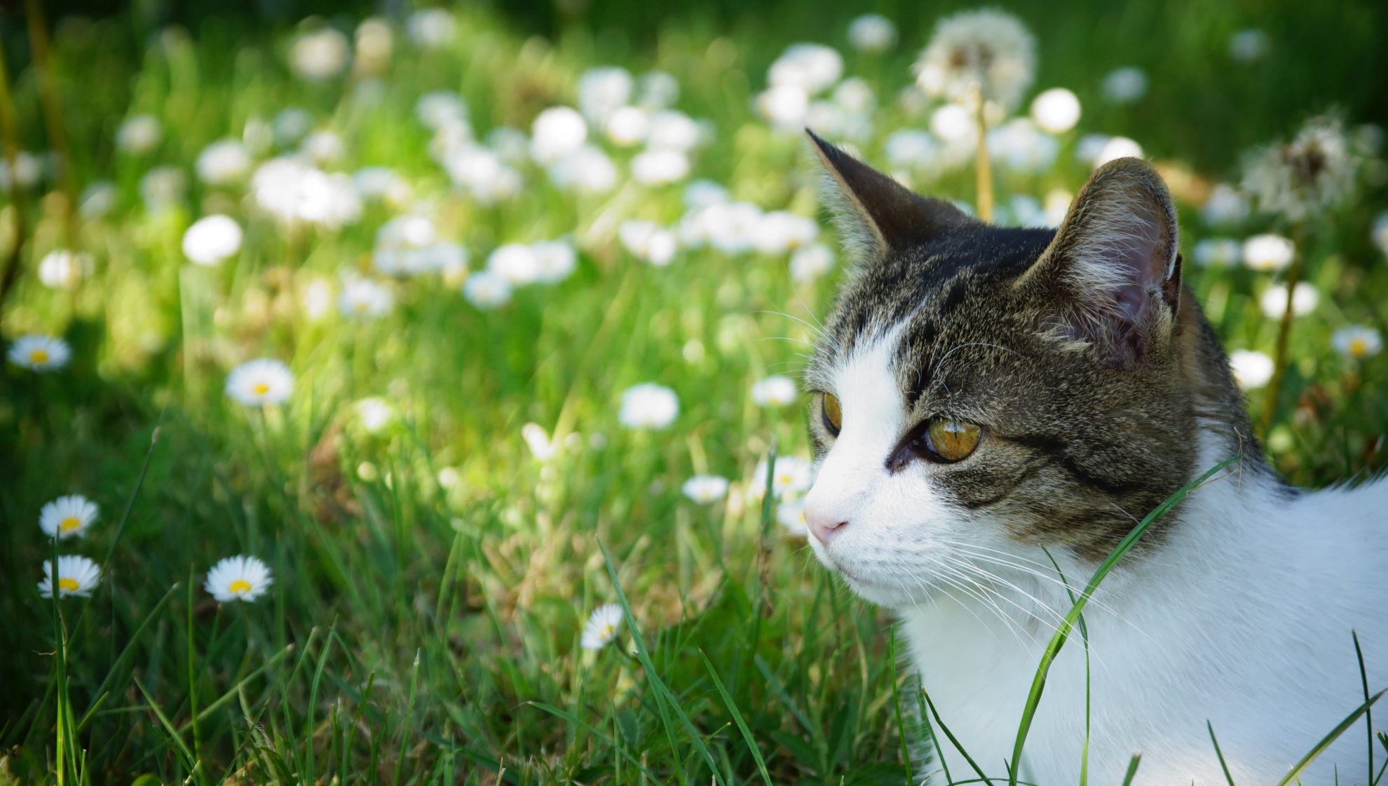 Mon Chat A Un Abces Au Niveau De L Oreille Symptomes Et Traitement Sonotix