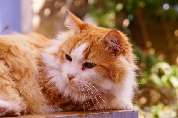 Chat roux