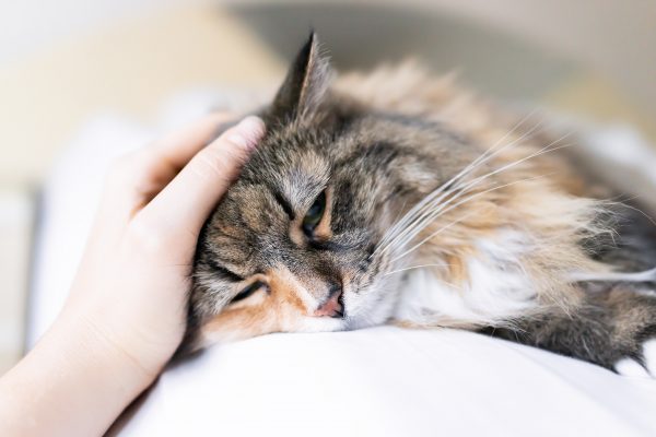 Chat triste