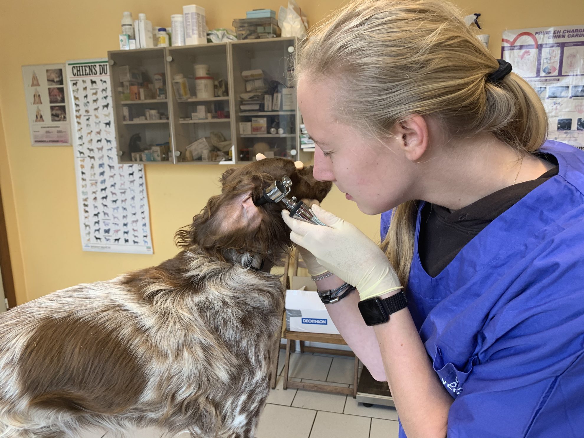 Quels symptômes pour la gale chez le chien et le chat? - Sonotix