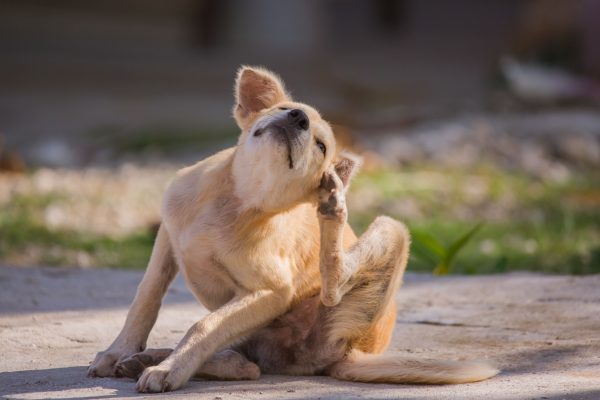 Nos conseils pour bien nettoyer les oreilles de son chien