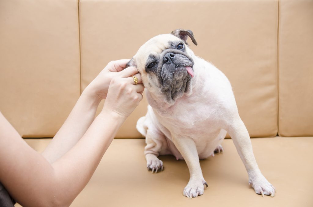 Chien vétérinaire ORL pour les oreilles, le nez et la gorge
