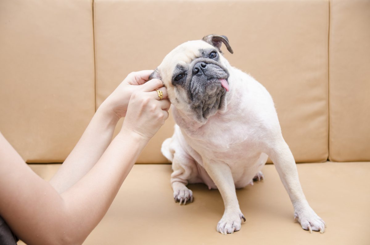 Nettoyer les oreilles de votre chien et éviter les Otites