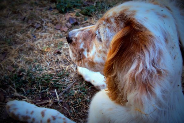 L'hygiène des oreilles du chien : le cérumen - Sonotix