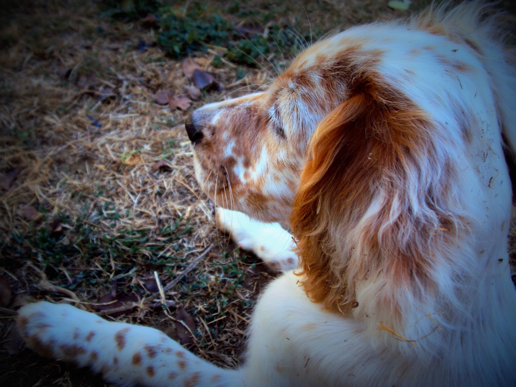 Comment Proteger Mon Chien Des Tiques Dans Les Oreilles Sonotix