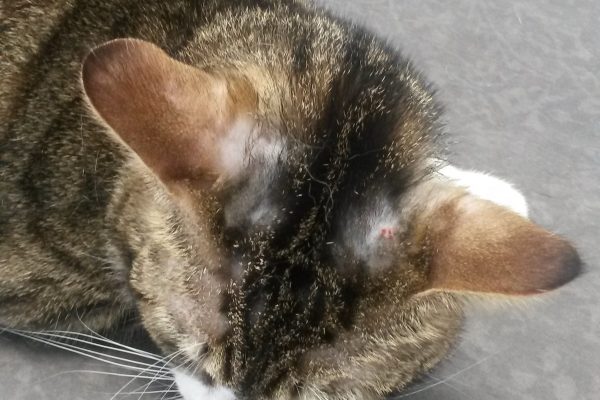 Les altérations de l'oreille chez le chat - Sonotix