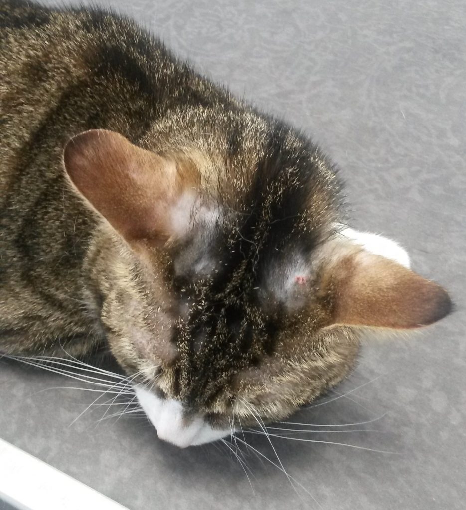 Croutes Dans Les Oreilles De Mon Chat Que Faire Sonotix