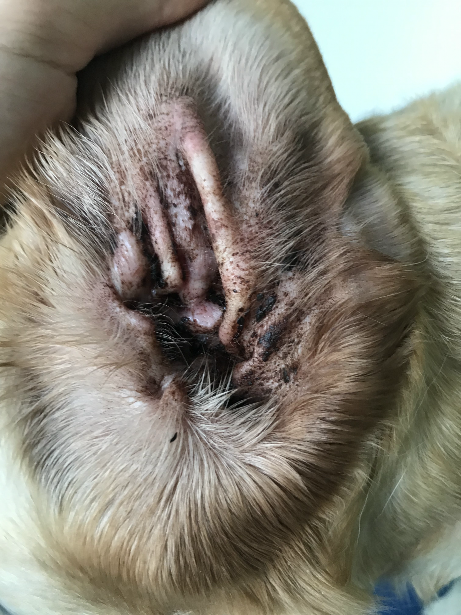 Croutes Dans Les Oreilles De Votre Chien Que Faire Sonotix