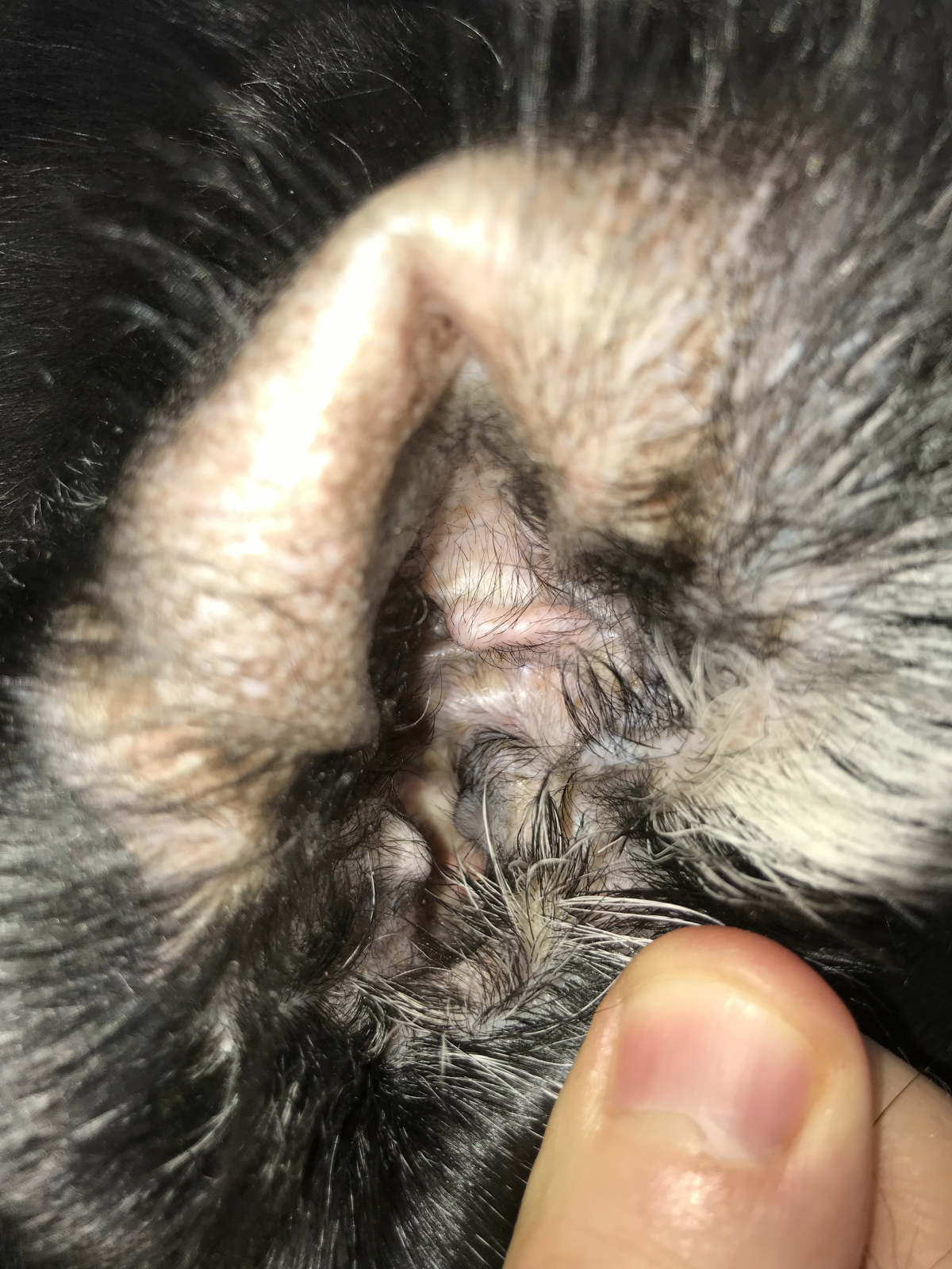 La santé chez le chien : l'oreille qui coule - Sonotix