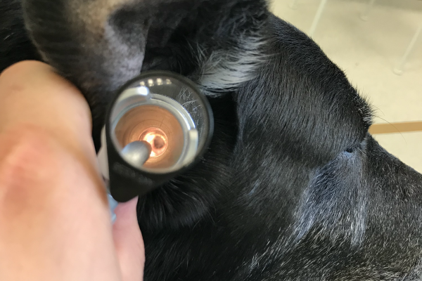 Examen de l’interieur du conduit auditif d’un chien a l’aide d’un otoscope et visualisation du tympan
