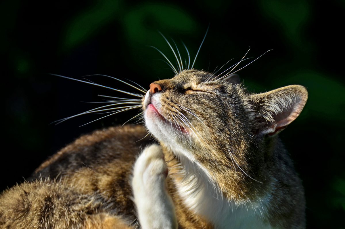 Pourquoi Mon Chat Se Gratte Les Oreilles Sonotix