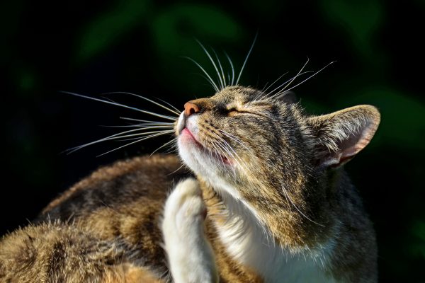 GettyI. – Chat qui gratte son cou