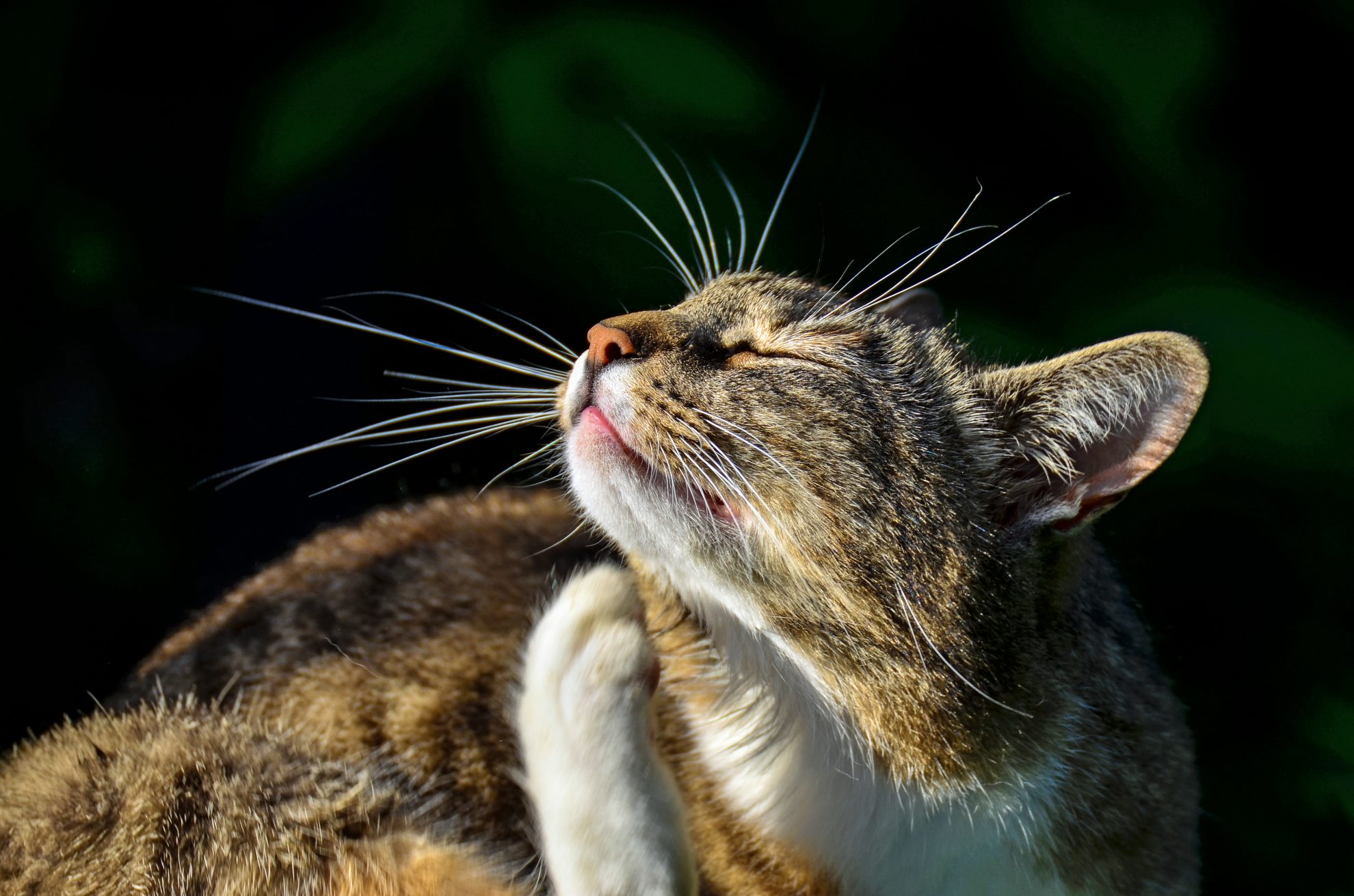 Pourquoi Mon Chat Se Gratte Les Oreilles Sonotix Pourquoi Mon Chat Se Gratte Les Oreilles Sonotix