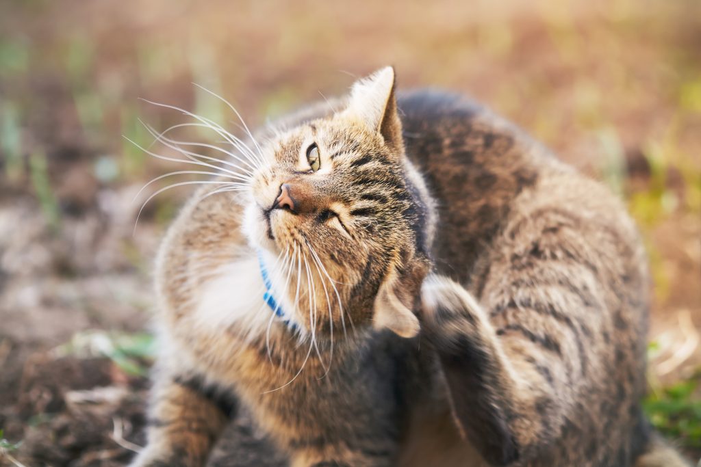 Pourquoi Mon Chat Se Gratte Les Oreilles Sonotix