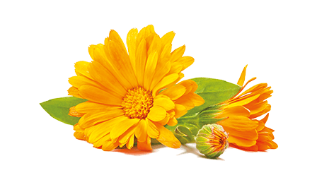Glycérine et Calendula