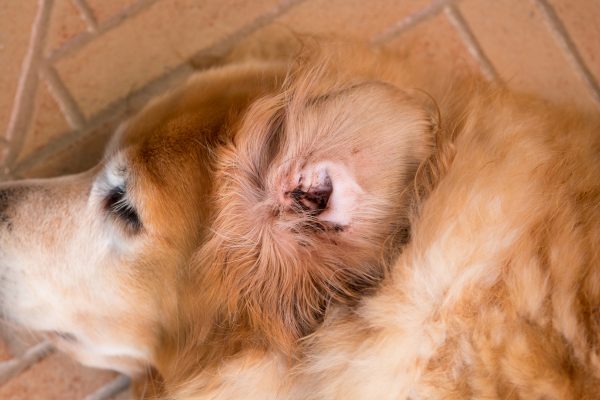 Quatre questions à propos de la gale des oreilles du chien et du