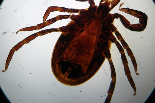 ixodes ricinus tique