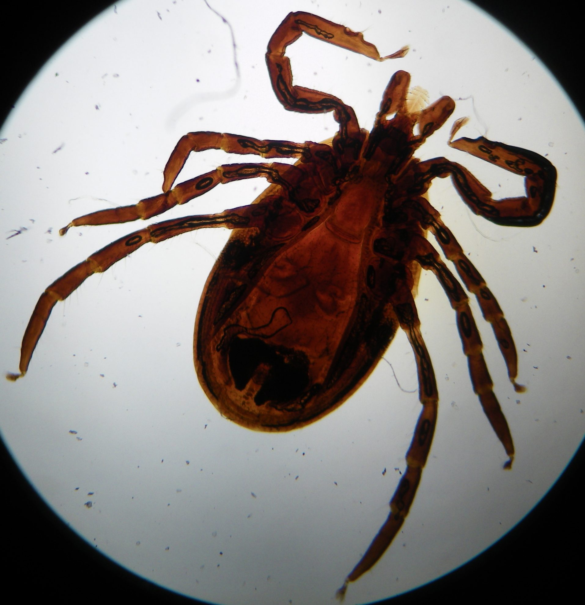 Quels Sont Les Parasites Externes Du Chien Sonotix Quels Sont Les Parasites Externes Du Chien Sonotix