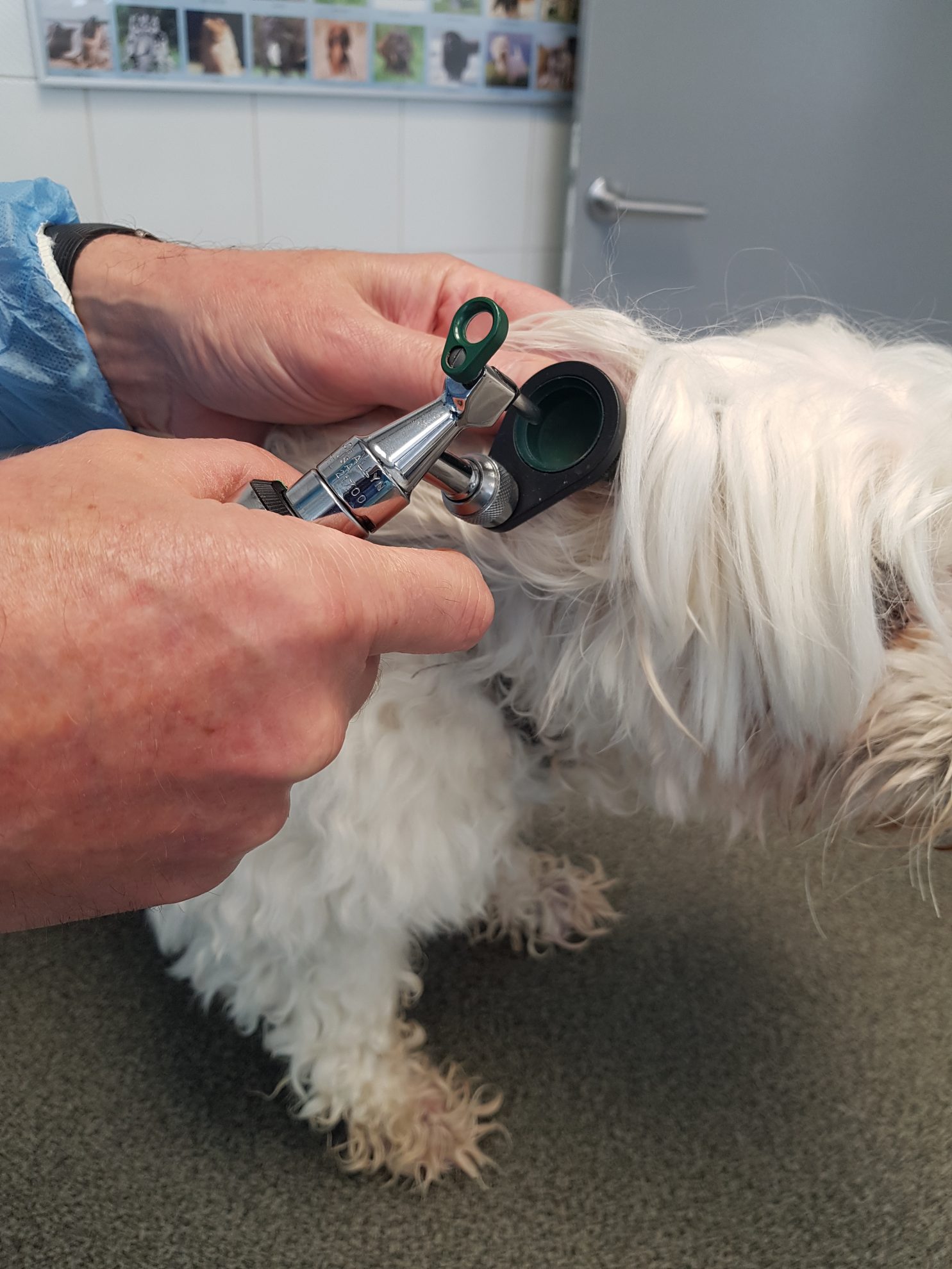 Mon chien a un abcès au niveau de l'oreille : causes, symptômes et ...