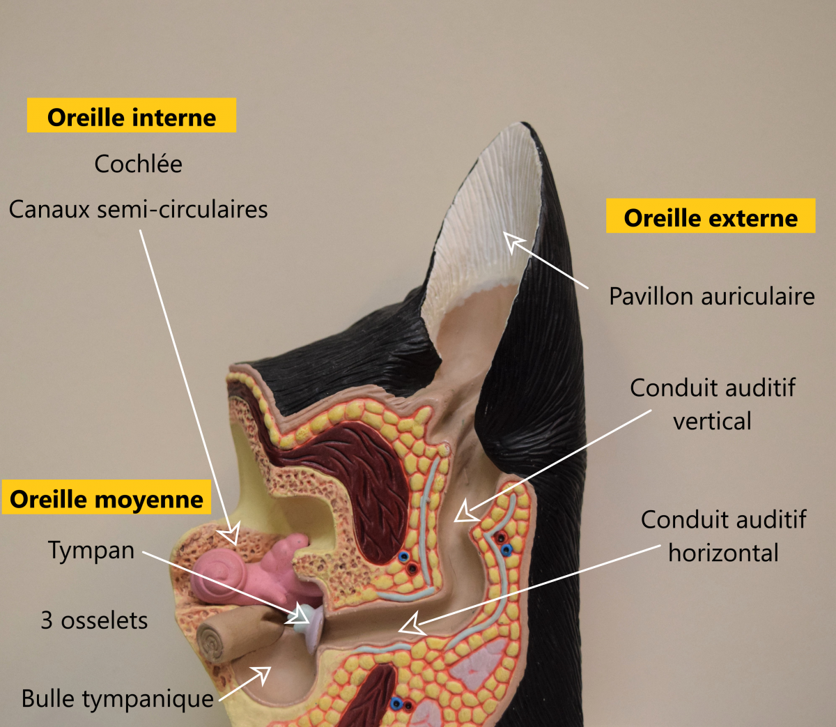 mon chien se gratte l'oreiile Image 2- Anatomie de l'oreille du chien