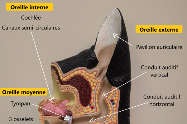 mon chien se gratte l'oreiile Image 2- Anatomie de l'oreille du chien