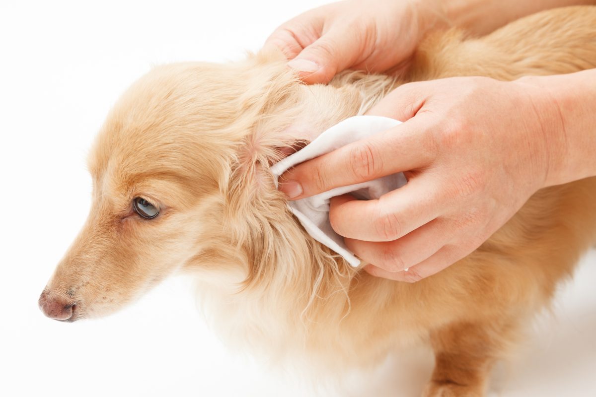 Comment bien nettoyer les oreilles de son chien ? - Sonotix