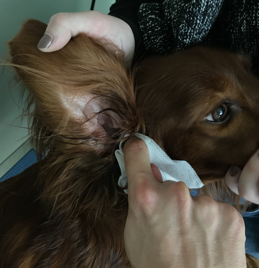 L'entretien des oreilles de votre chien - Drmilou