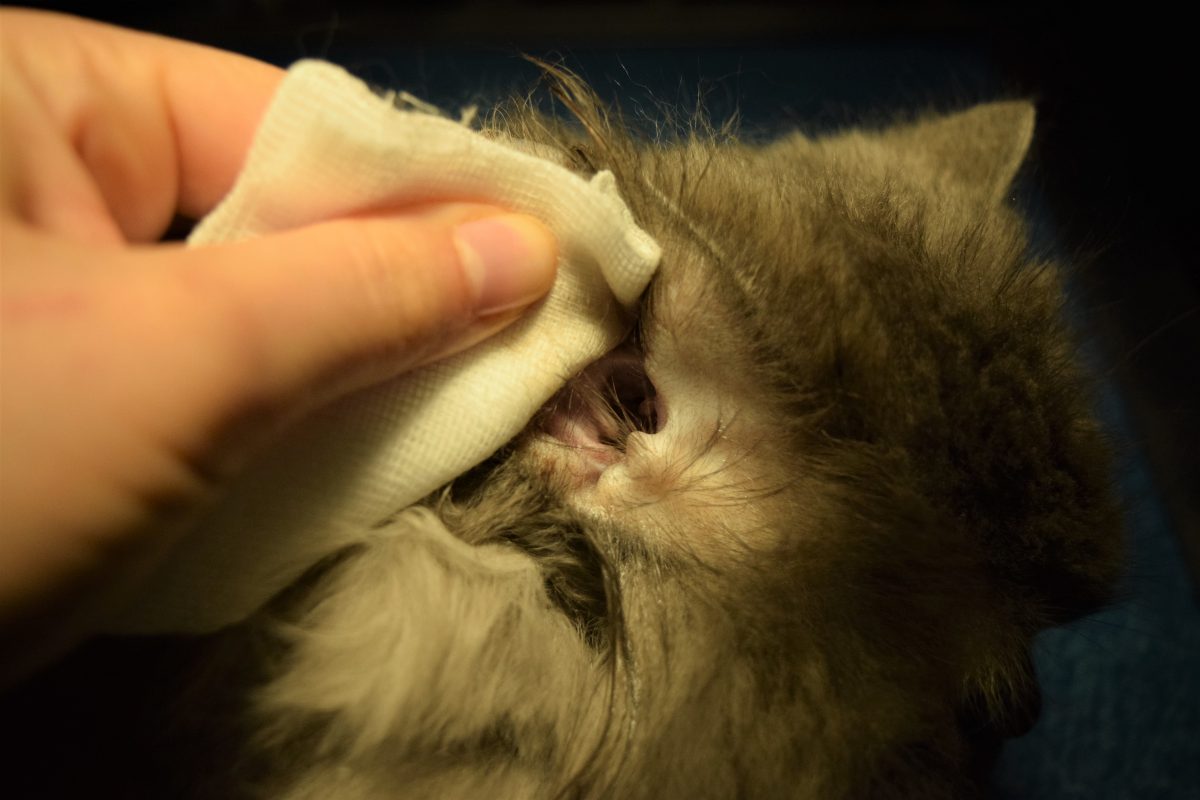 Comment Bien Nettoyer Les Oreilles De Son Chat Sonotix