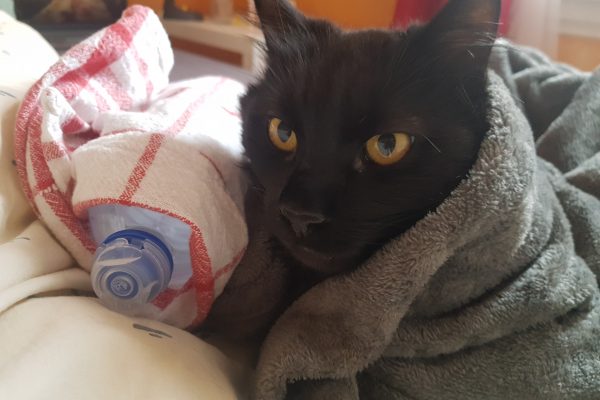Mon Chat A Un Kyste Dans L Oreille Causes Et Traitements Sonotix