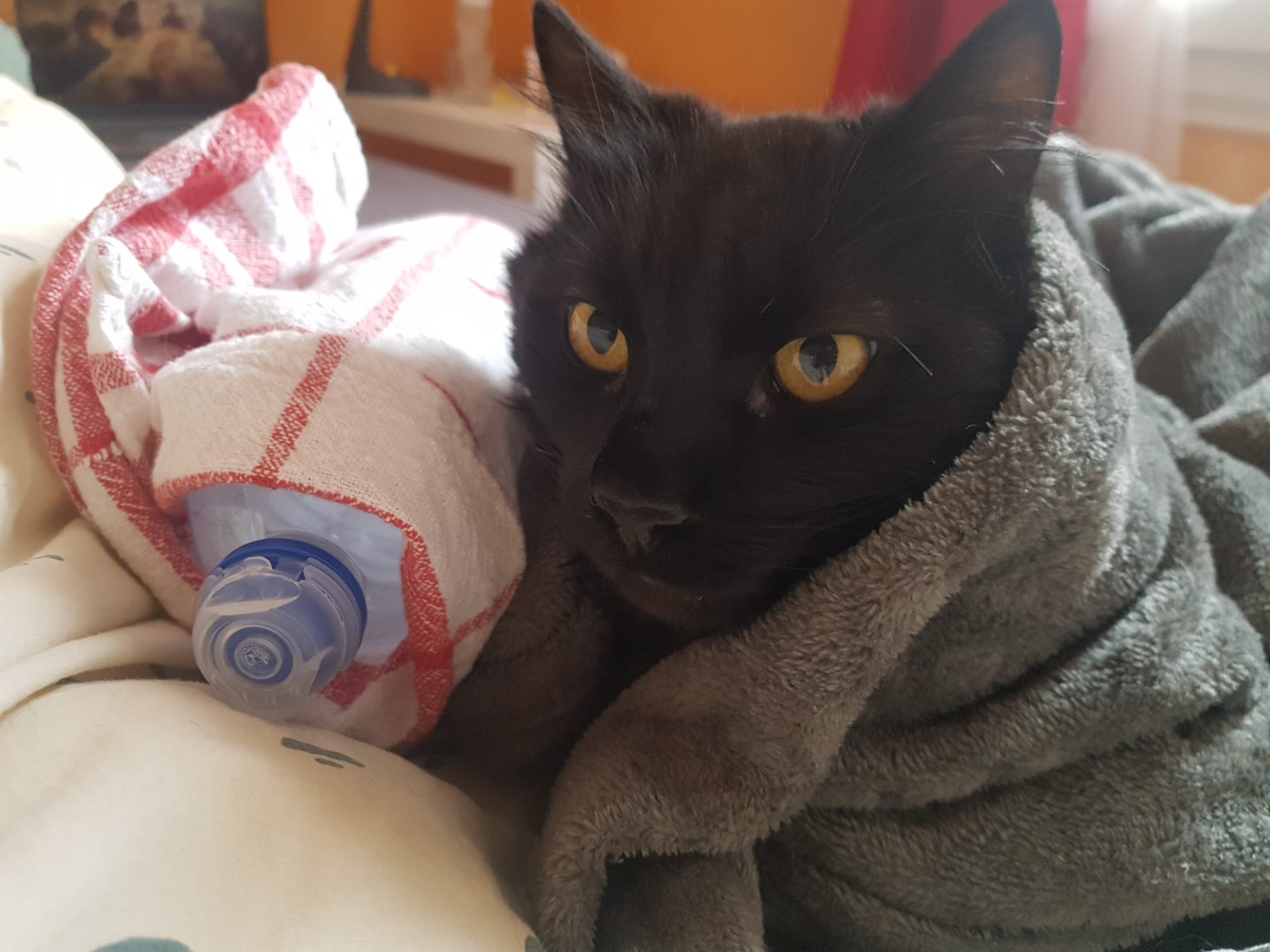 La Sante Chez Le Chat Les Oreilles Froides Sonotix