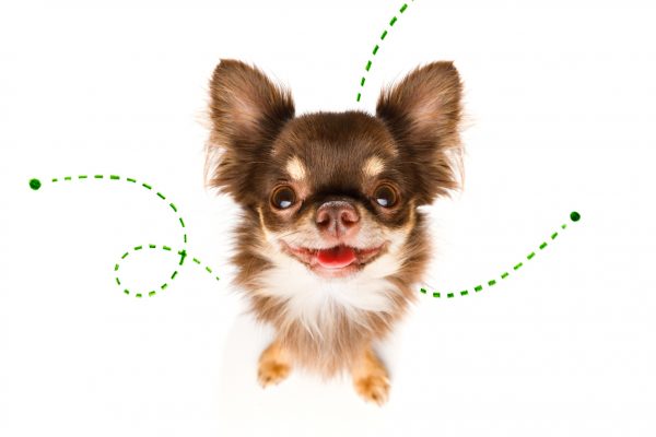 Les altérations de l'oreille chez le chien - Sonotix