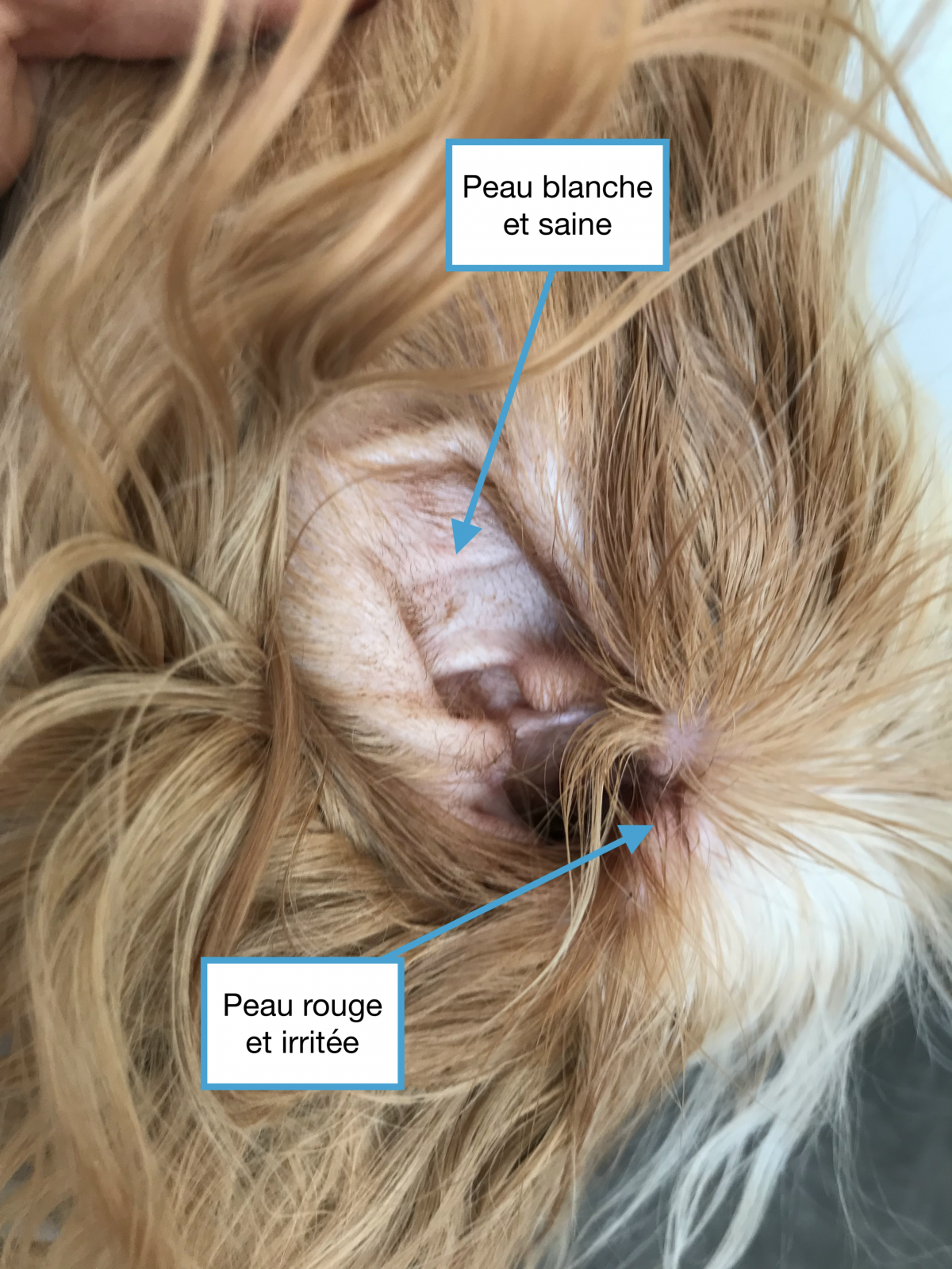 La santé chez le chien : les oreilles rouges - Sonotix