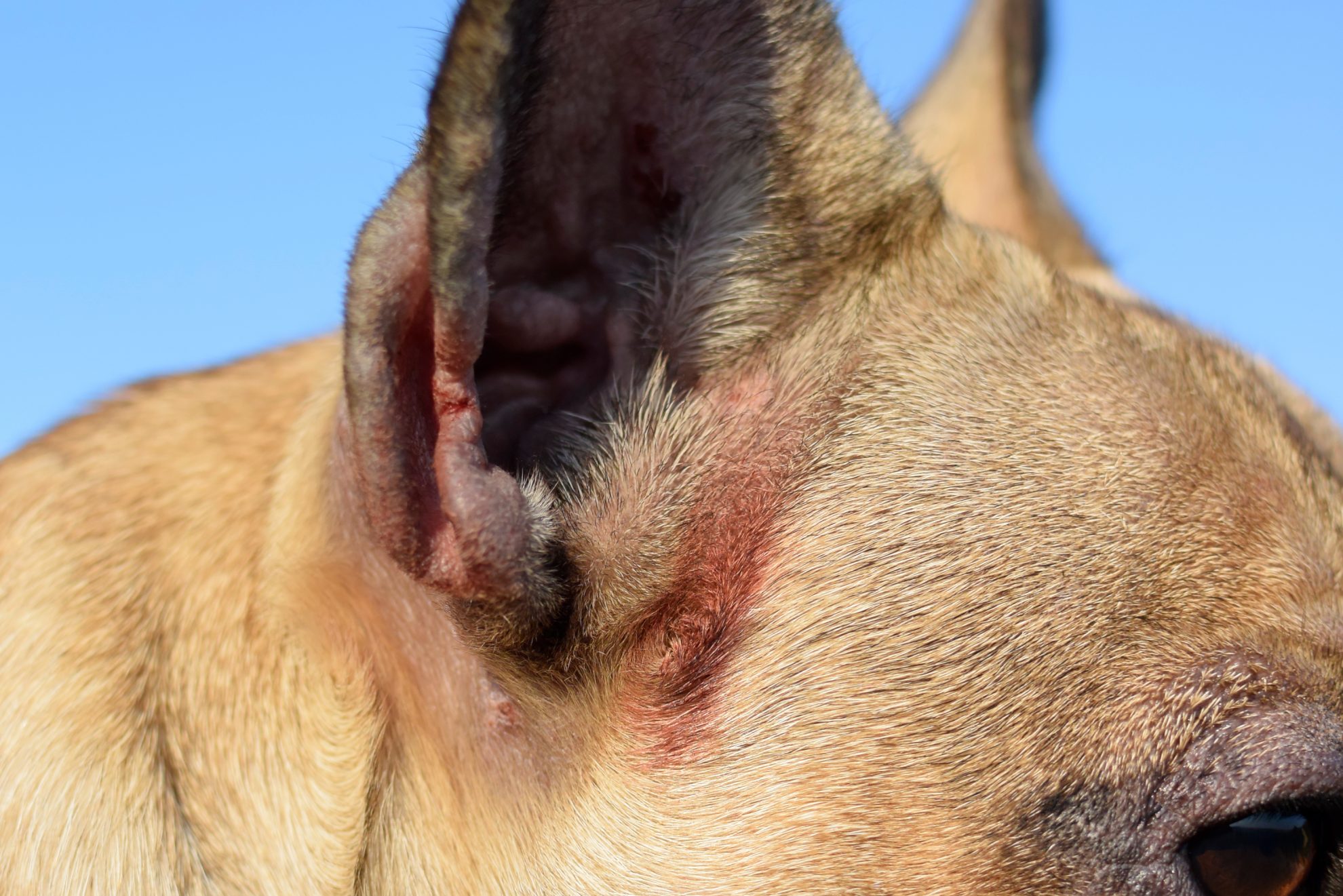 Eczéma dans l'oreille de votre chien : comment le soigner ? - Sonotix