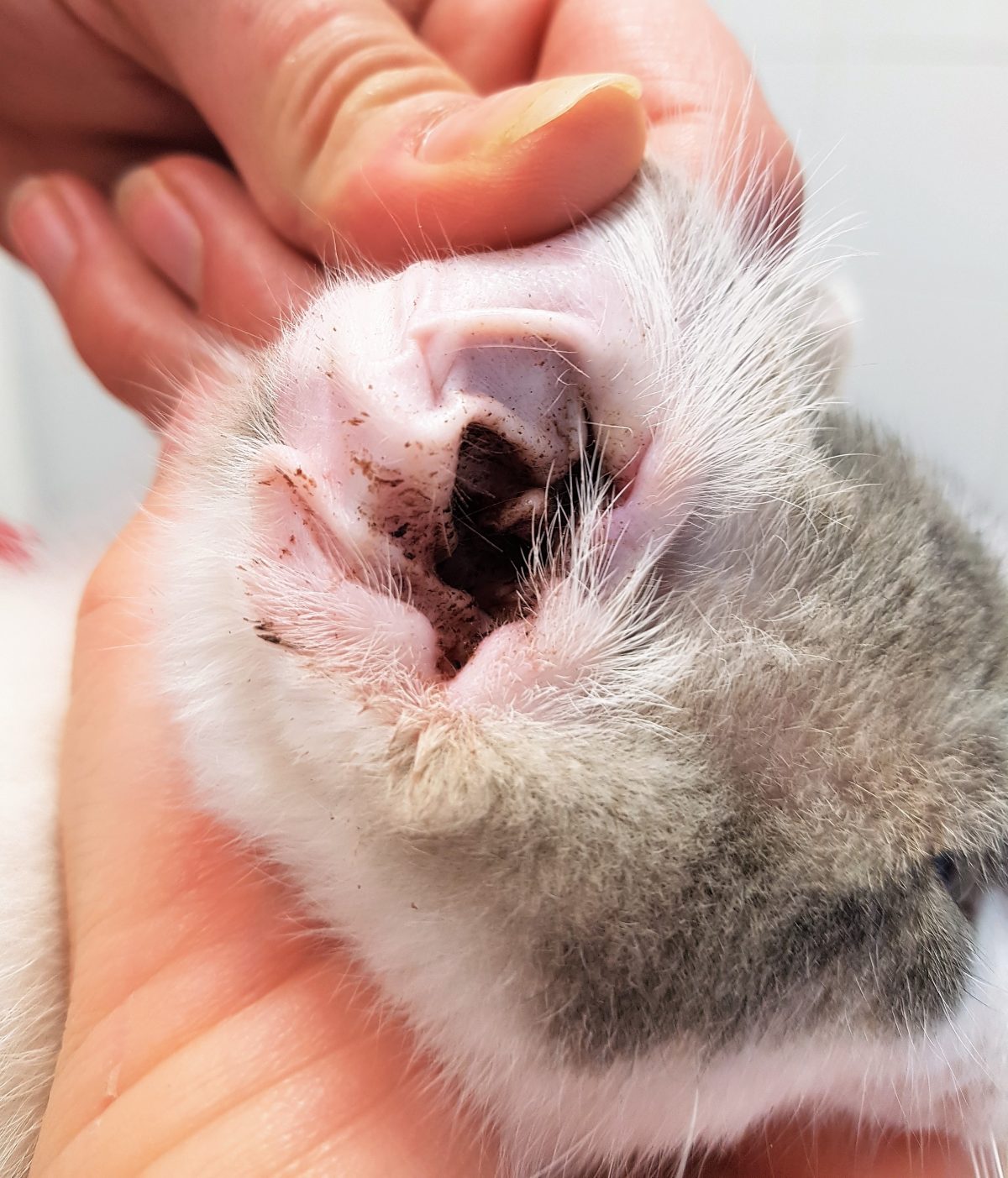 Quatre questions à propos de la gale des oreilles du chien et du