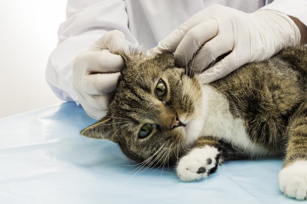 Veterinaire chat